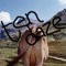 tendaze