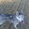 Amelie     I Love my Husky💟💟💟