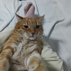 Sofica papalica Anastasia