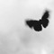 Female Shadow