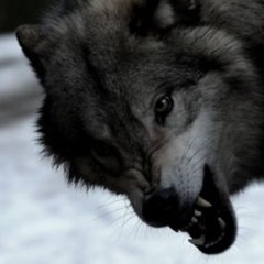 ewolf20