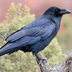 Raven warrior