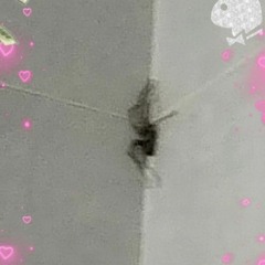 bad.bitxx