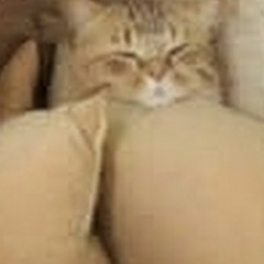 Sexwithdogshouldbelegal