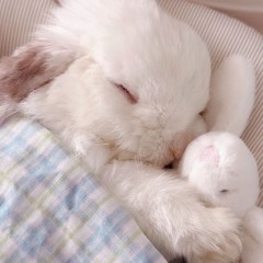 bunnycounts