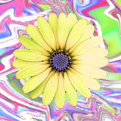 ✽ ꕥ DJ WILDFLOWER ꕥ ✽