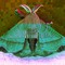 Bombyx Project