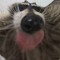 woogi