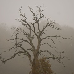 Tjalle