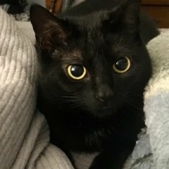 metta