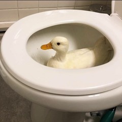 Fidilduck