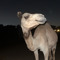 arar