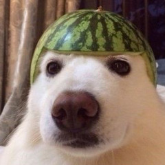 강아지도둑