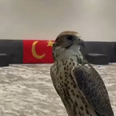 Zeyad