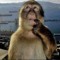 belenn. z7