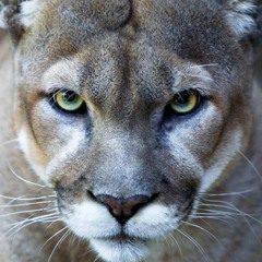 juliette charlie kilo