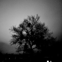 NacertheGrey