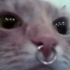 MollyMolly