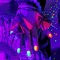 Salvia