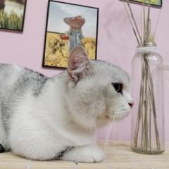 Người Bên Gối Và Người Trong Tim VN