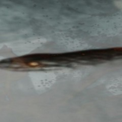 𐂂CXRRVPT𐂂