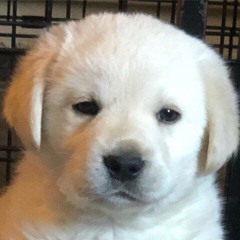 raper boi