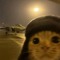 Jear bear