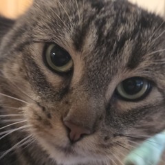 Hexakosioihexekontahexaphobia