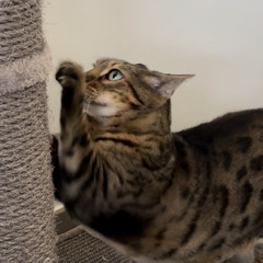 ClaireCat