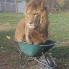васек ебаный