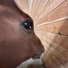 Kiki