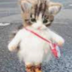 CAT! ☆