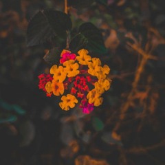 Laraib
