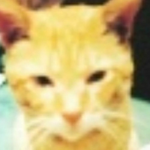 cat account’s avatar