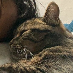 Saxaphone cat
