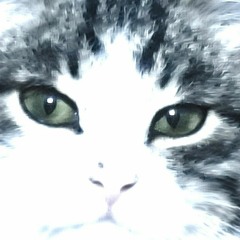 кириллка курдтин