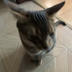 brushedcraw