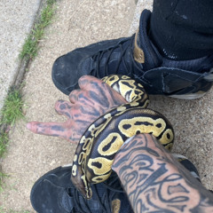 steveskii