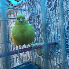 Finding Determination