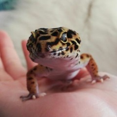 jadegeckos