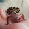 jadegeckos