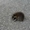 raccoon