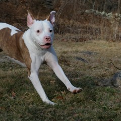 jack