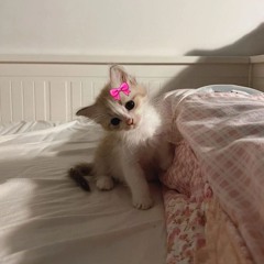 kayo