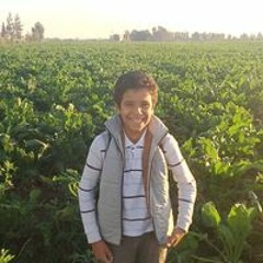 سليمان المسعودى الشيباني