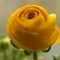 Naeem Akhter