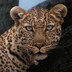 sanaz🐆