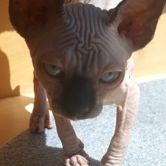 Mel D