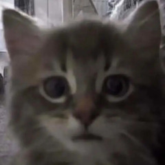 thewarmthofthecoldtoacreatureofthearctic