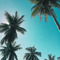 Palm Tree List